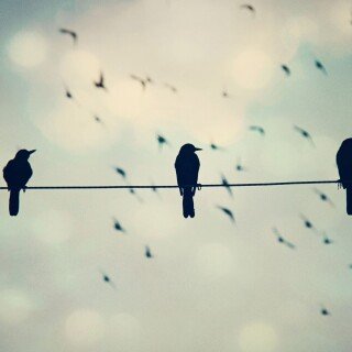 birds1_0415