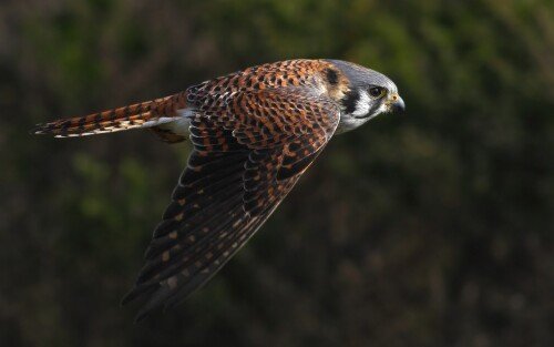 birds1_0416.jpg