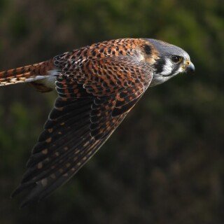 birds1_0416