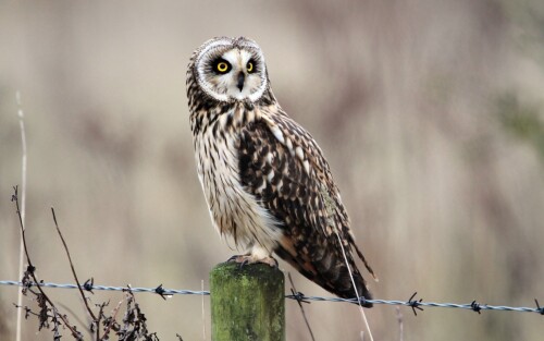 birds1_0434.jpg