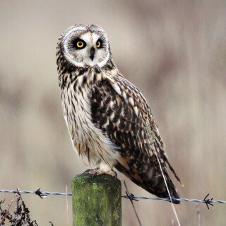 birds1_0434