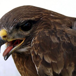 birds1_0449