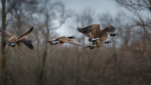 birds1 0452