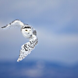 birds1_0453
