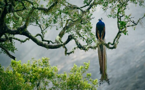 birds1 0465