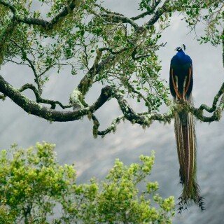 birds1_0465