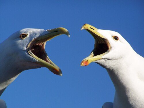birds1 0473