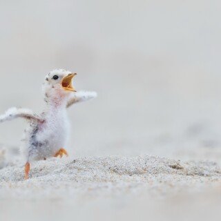 birds1_0481