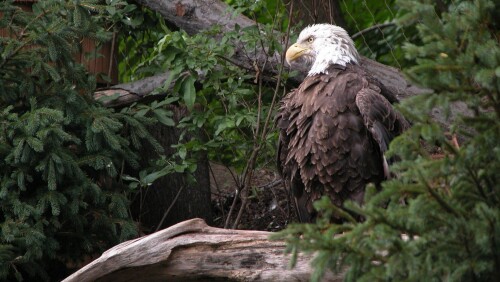 birds1_0484.jpg