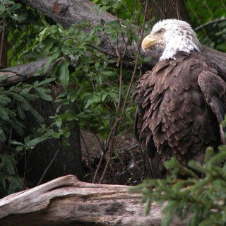 birds1_0484