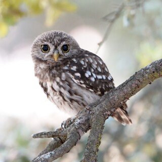 birds1_0493