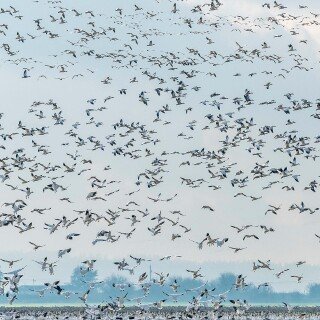 birds1_0497
