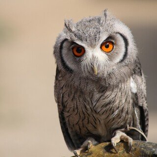 birds1_0503