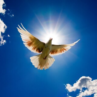 birds1_0508