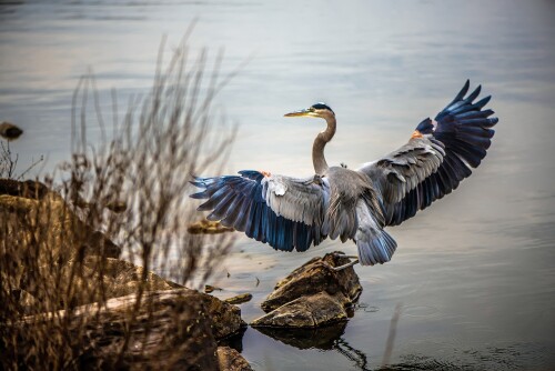 birds1 0509