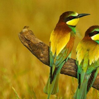 birds1_0516