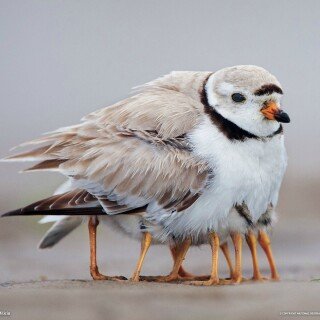 birds1_0517