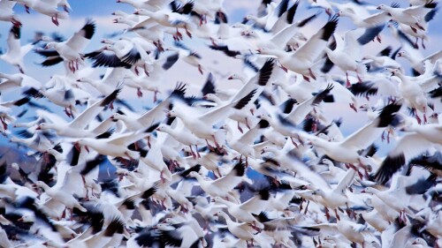 birds1 0523