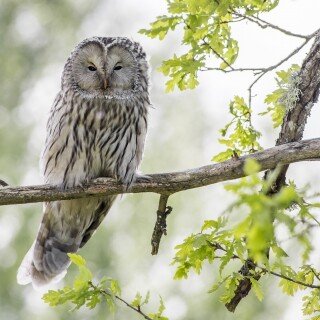 birds1_0533