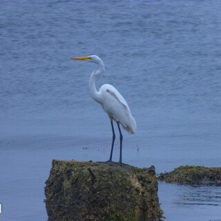 birds1_0536