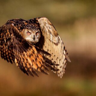 birds1_0548