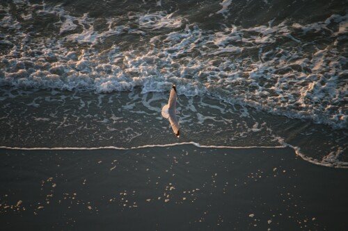 birds1_0553.jpg