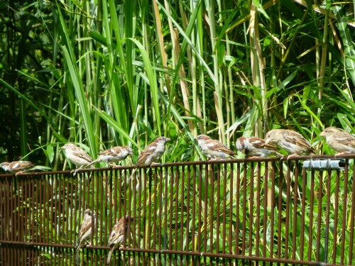 birds1 0563