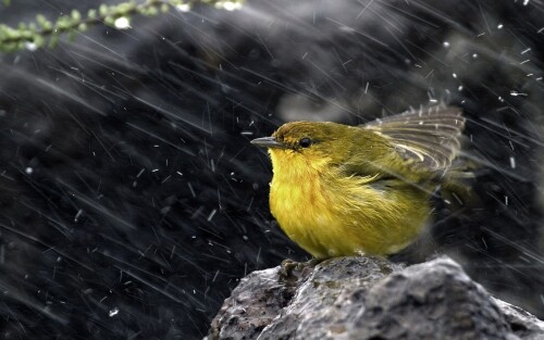 birds1_0571.jpg