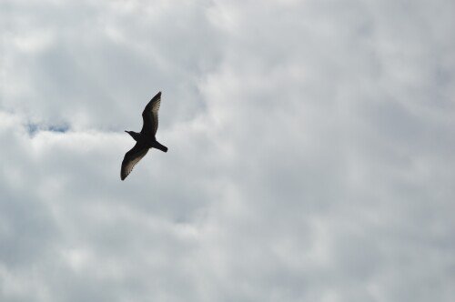 birds1_0574.jpg