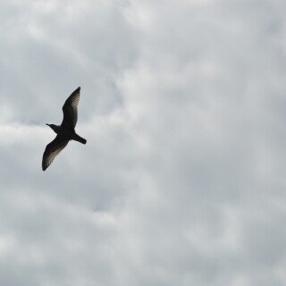 birds1_0574