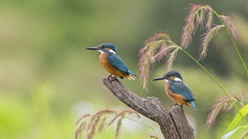 birds1 0585