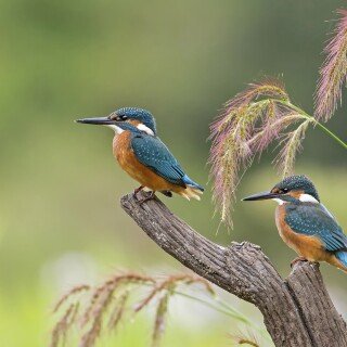birds1_0585