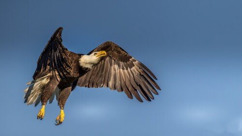 birds1 0595