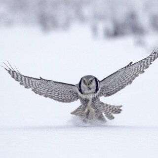 birds1_0596