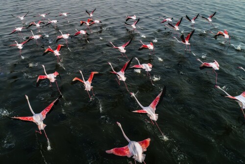 birds1 0600
