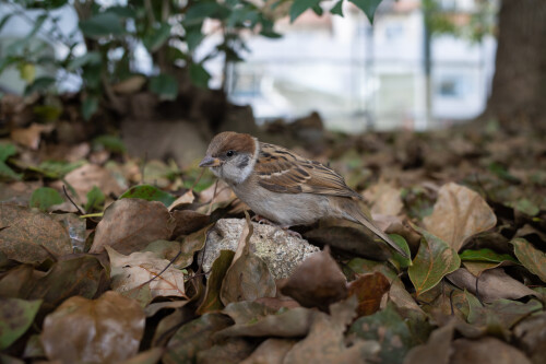 birds1 0620