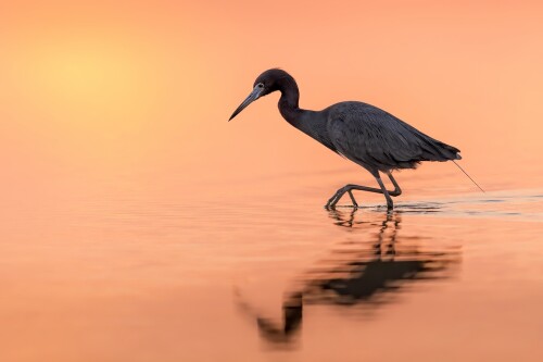 birds1 0622