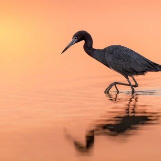 birds1_0622