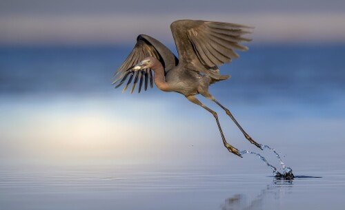birds1 0630