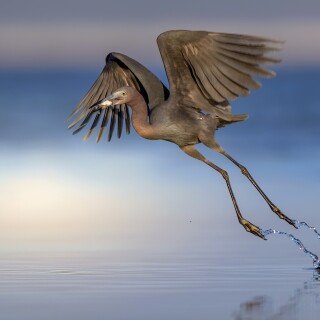 birds1_0630