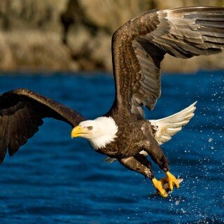 birds1_0635