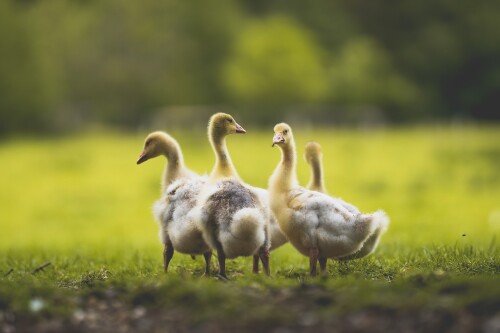 birds1 0642