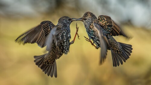 birds1 0655