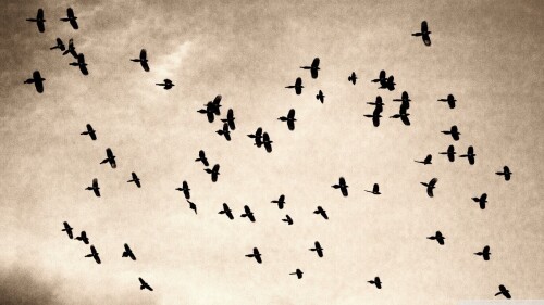 birds1 0662