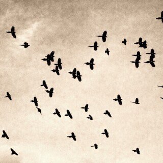 birds1_0662