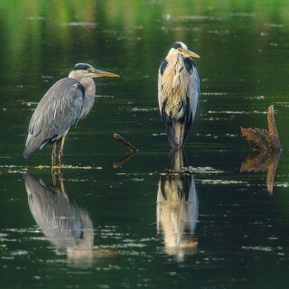 birds1_0723