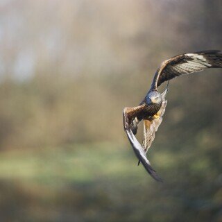 birds1_0724