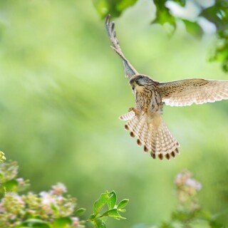 birds1_0727