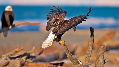 birds1_0740.jpg