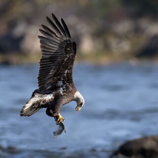 birds1_0741